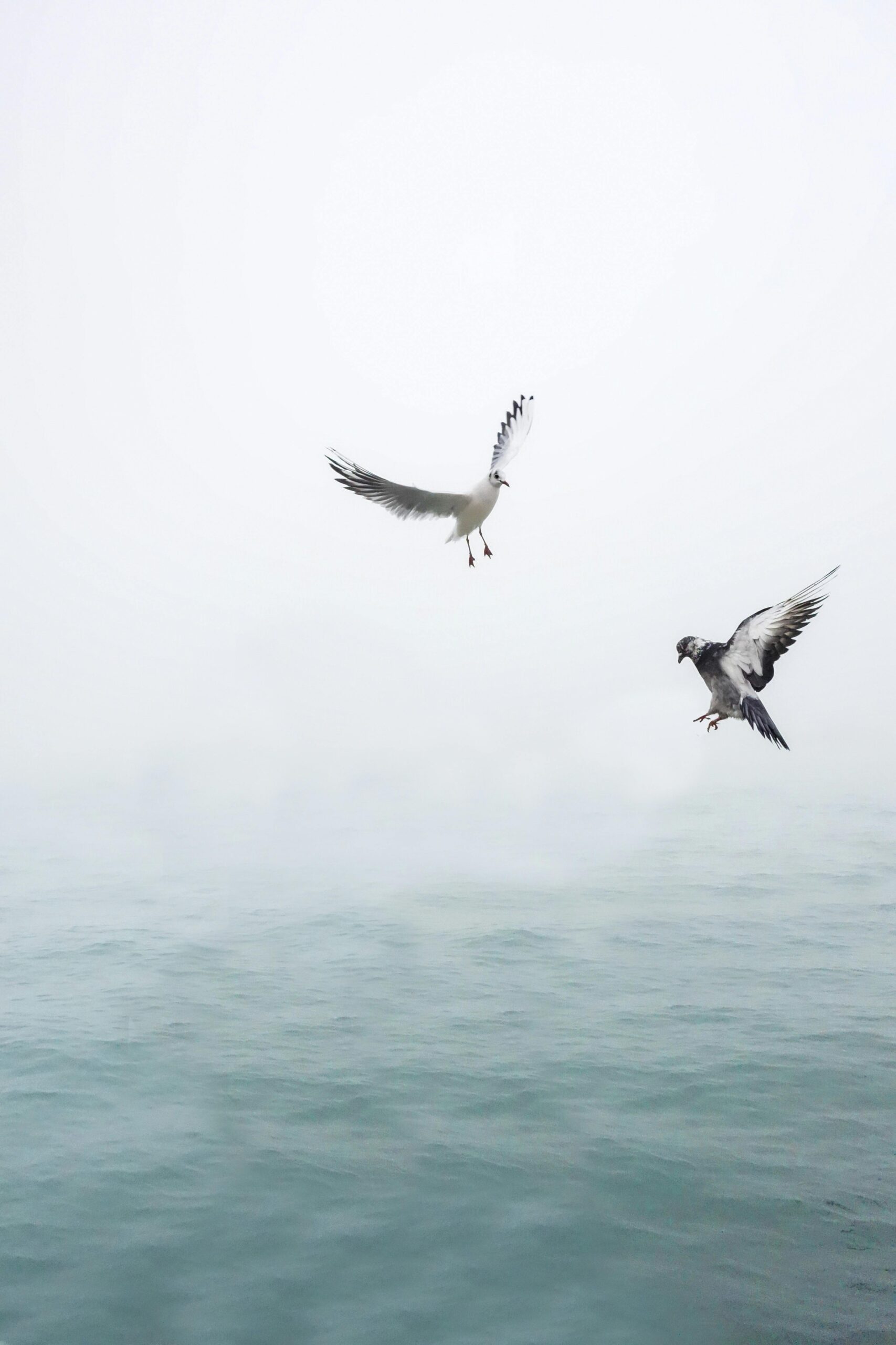 pexels-photo-207237-207237 Two seagulls gracefully flying over the calm, misty ocean, symbolizing freedom and tranquility.